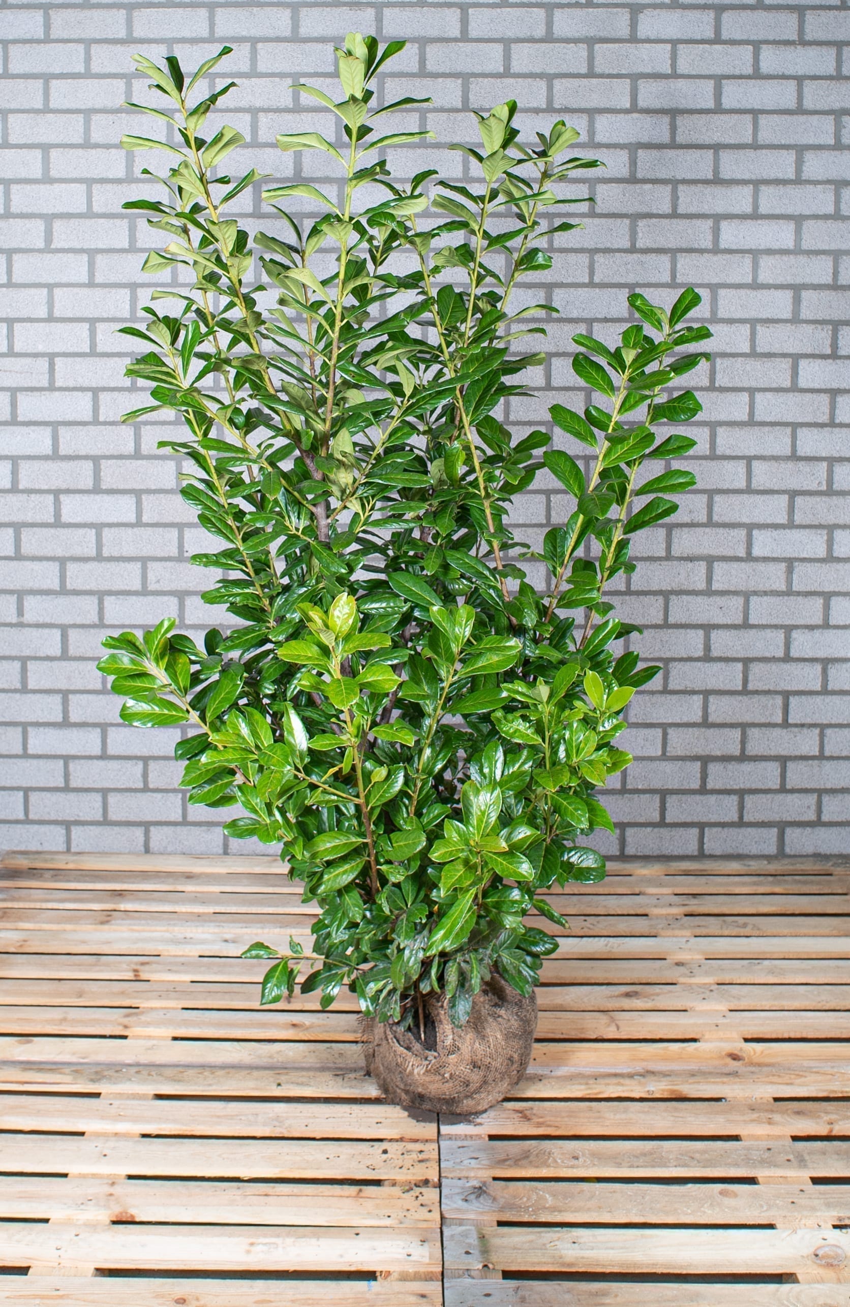 Novita 100-125cm