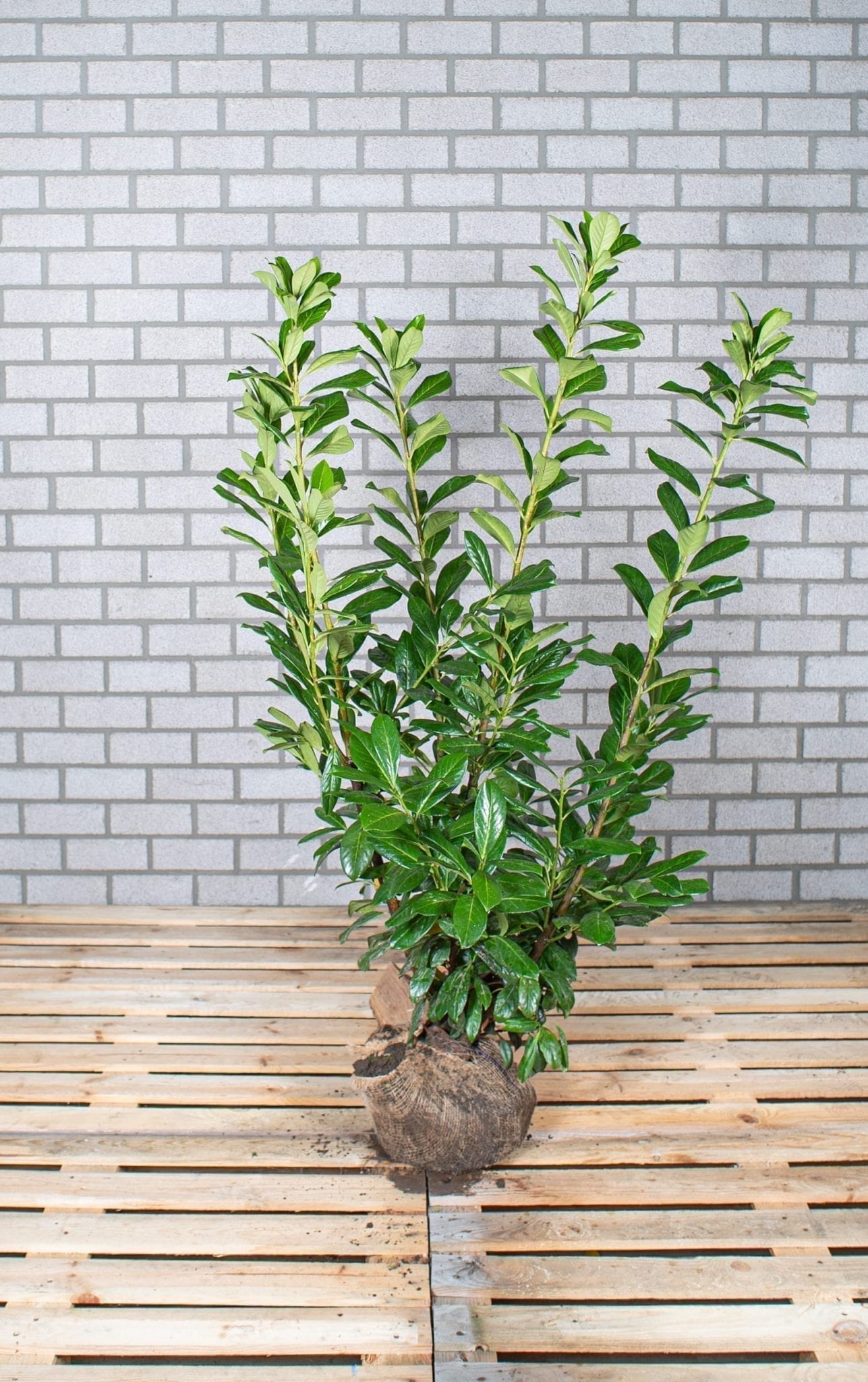 Rotundifolia 100-125cm