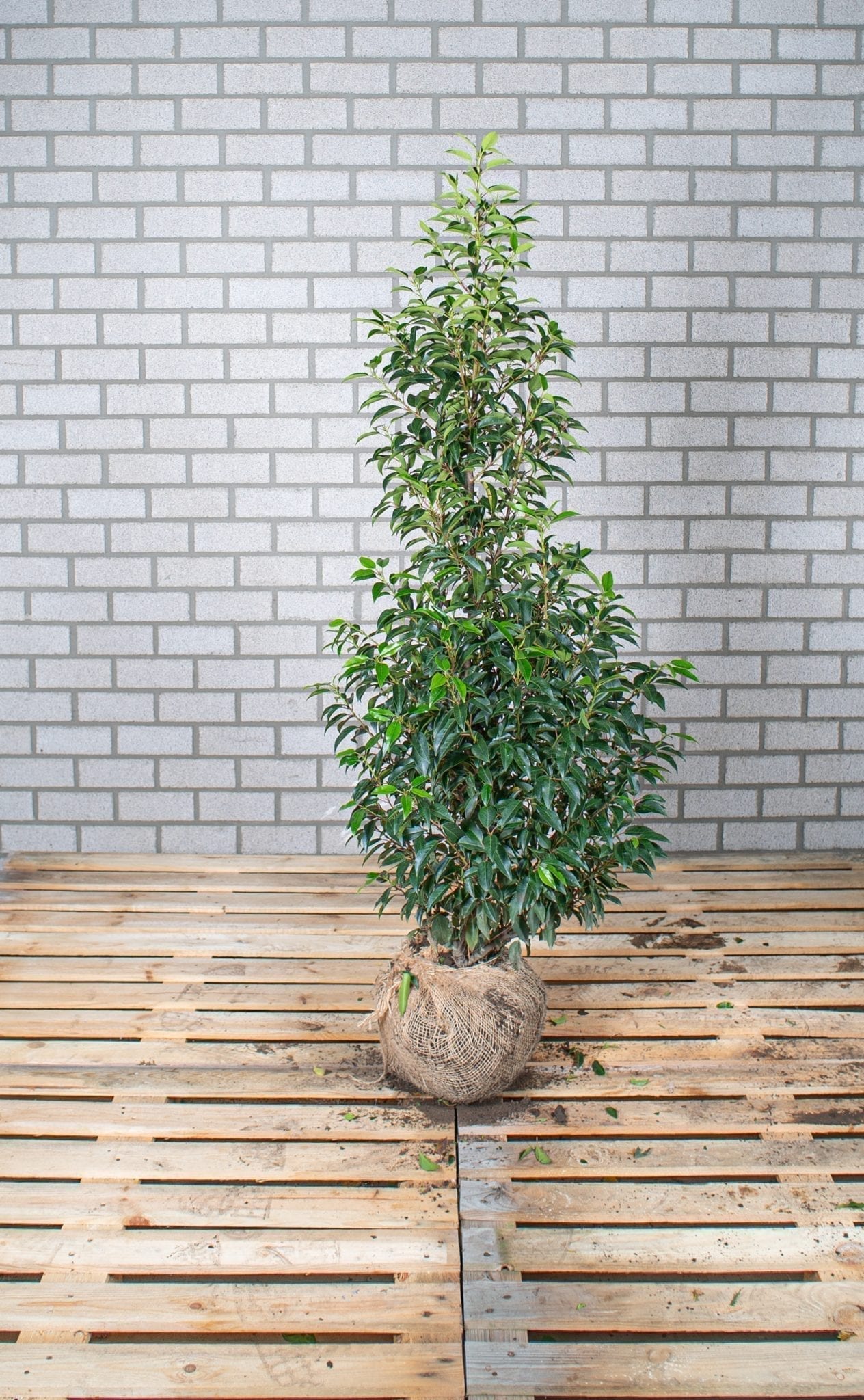 Portugese laurier 125-150 cm