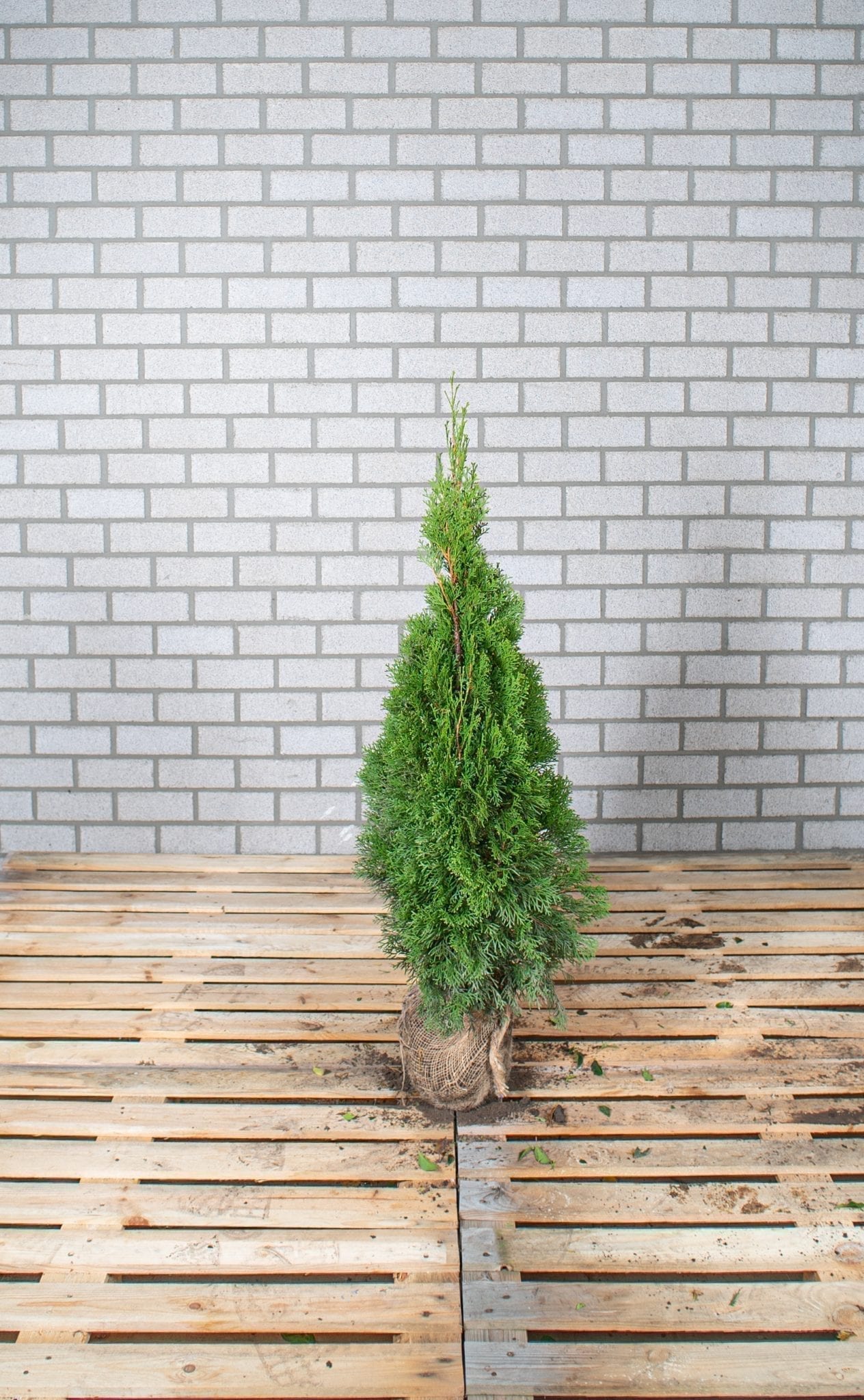 Thuja Conifeer