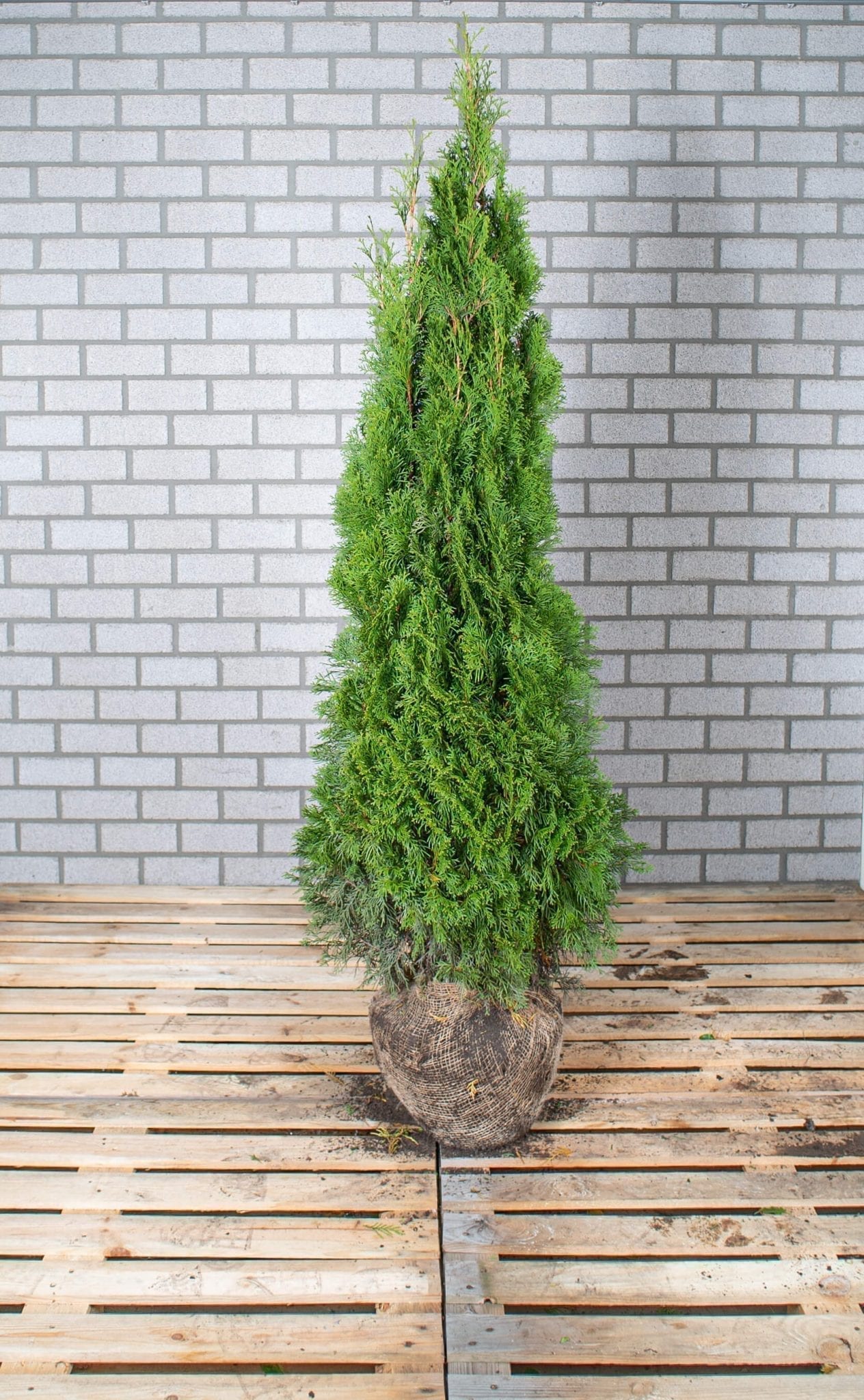 Smaragd 175-200 cm