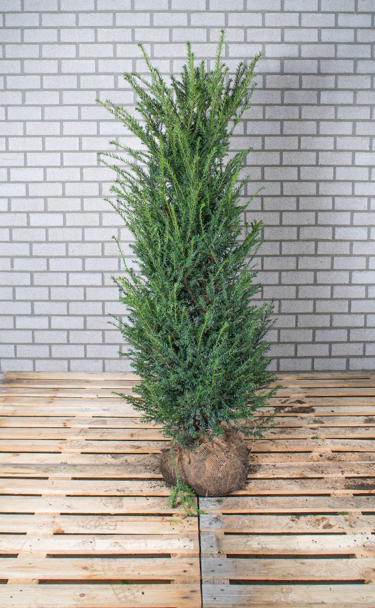 Taxus Baccata 175-200 cm