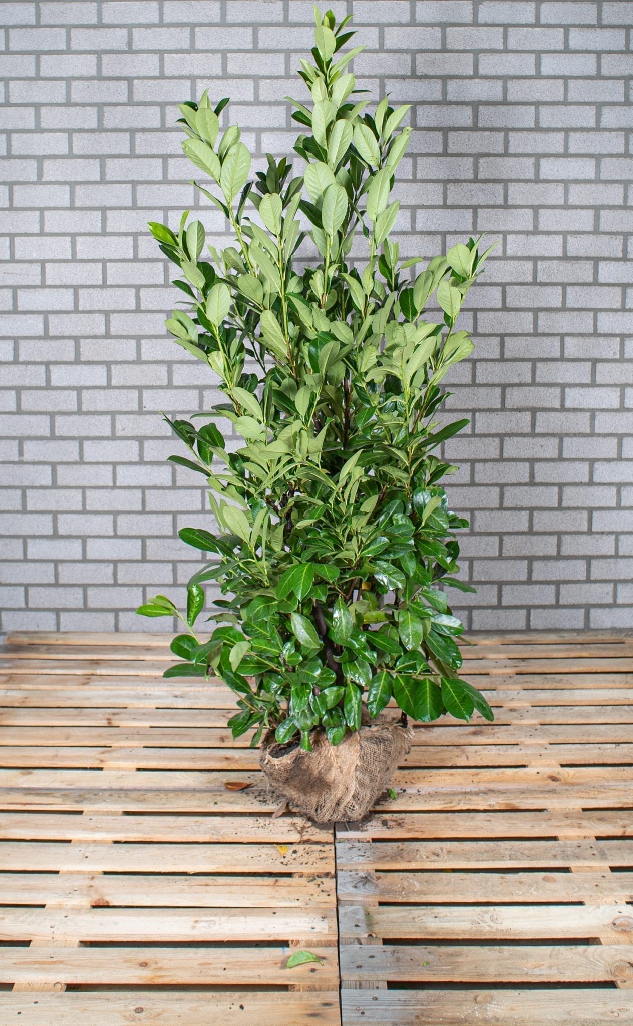 Rotundifolia 150-175 cm