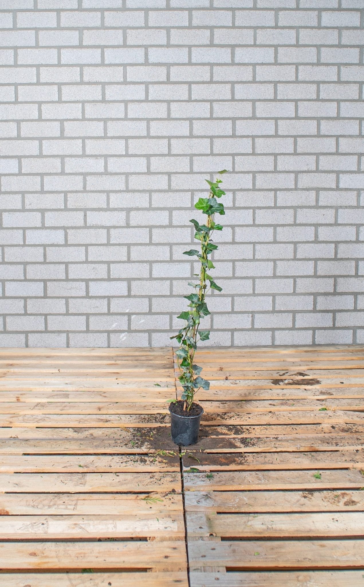 Hedera - Hibernica 80-100cm