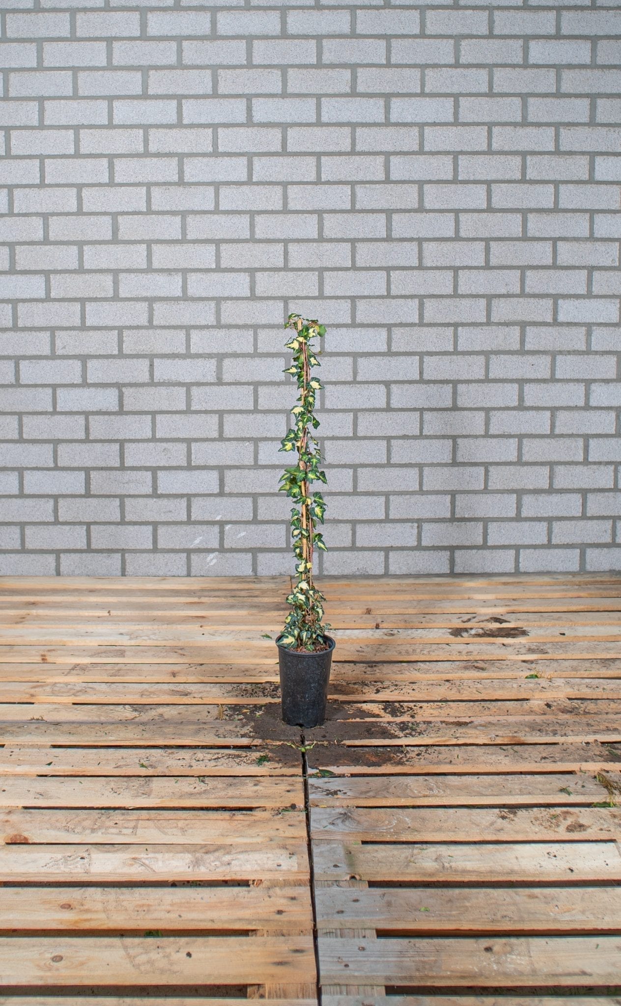 Hedera - Goldheart 120-150-cm