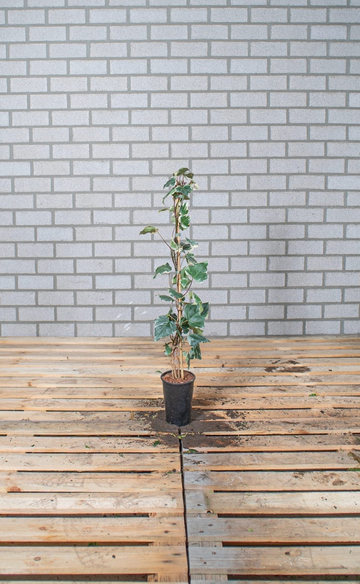 Hedera - Glore De Marengo 120-150-cm